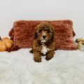 mini golden doodle breeder