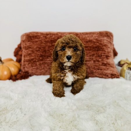 mini goldendoodles for sale