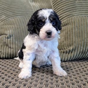 mini bernedoodle puppies for sale