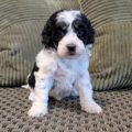 mini bernedoodle puppies