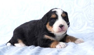 Mini Bernedoodle Puppies for sale