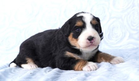Mini Bernedoodle Puppies for sale