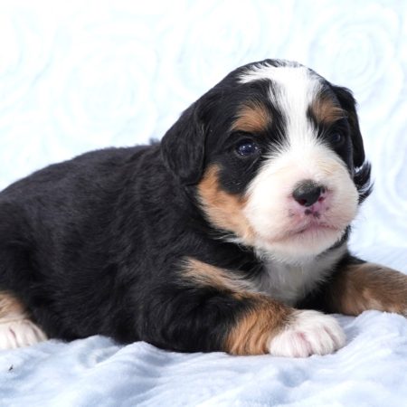 Mini Bernedoodle Puppies for sale