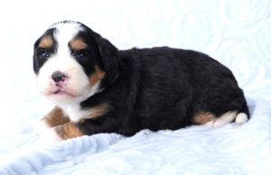 Mini Bernedoodles for sale