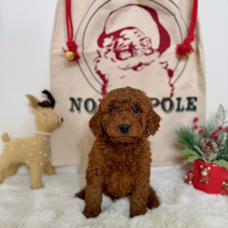red micro mini goldendoodle puppies