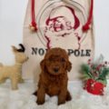 micro mini goldendoodles for sale