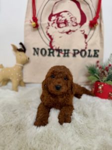 mini golden doodles for sale