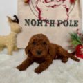 micro goldendoodle puppies