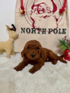 micro goldendoodle puppies