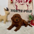 micro goldendoodle breeders