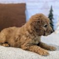 best goldendoodle breeders
