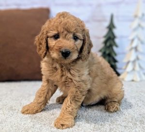 best place to buy a mini goldendoodle