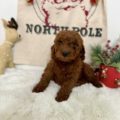 micro mini goldendoodles for sale