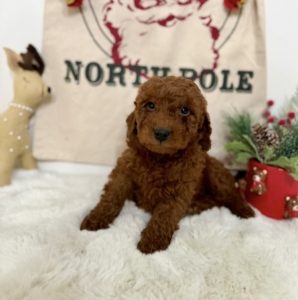 micro mini goldendoodles for sale