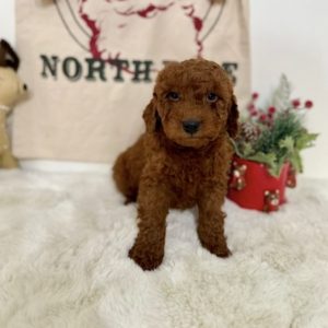 Micro goldendoodles near me