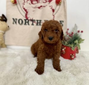 micro mini goldendoodles nearby