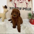 micro mini goldendoodles nearby