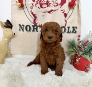 Frenchie puppies nearby