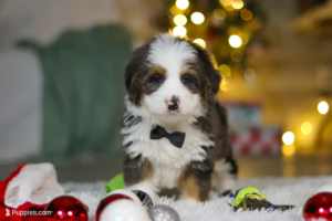 mini bernedoodle puppies for sale