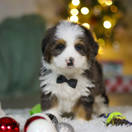 mini bernedoodle puppies for sale