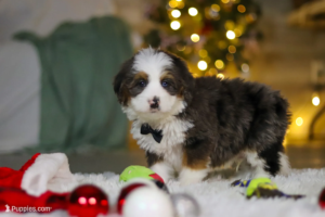 mini bernedoodle for sale