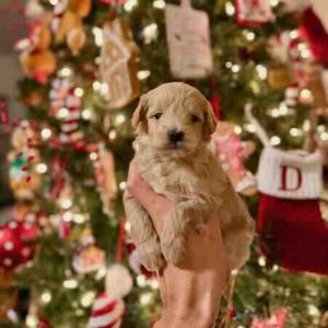 mini golendoodle puppies nearby