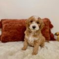 mini goldendoodle puppies