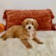 micro goldendoodle puppy for sale