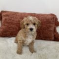 mini goldendoodle puppies