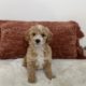 Micro Mini Goldendoodle puppies