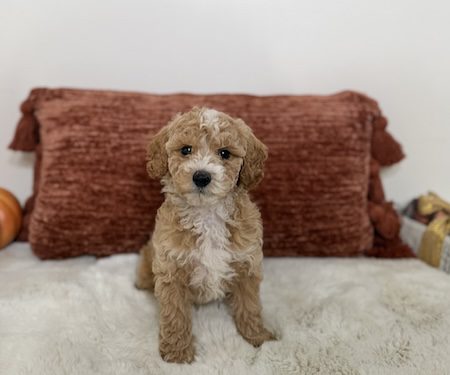 Micro Mini Goldendoodle puppies