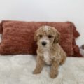 mini goldendoodle breeder near me
