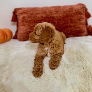 mini goldendoodle puppies