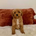 mini goldendoodle puppies