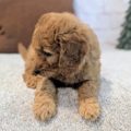 mini goldendoodle puppy