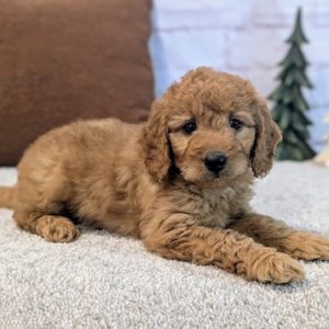 mini goldendoodles near me
