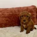 toy goldendoodle puppies