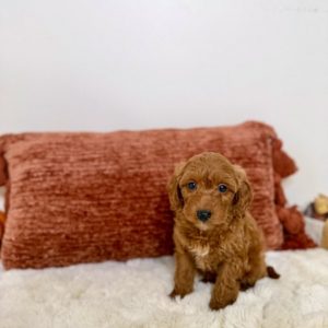 toy goldendoodle puppies
