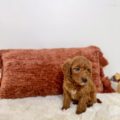 toy goldendoodle puppies