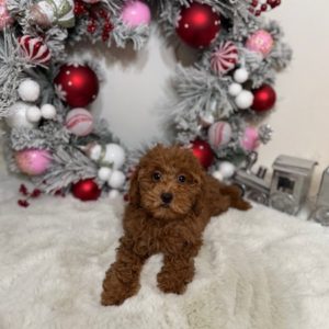 toy goldedoodle puppies near me