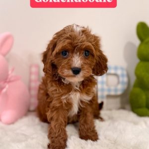 micro goldendoodle puppies for sale