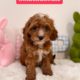 micro goldendoodle puppies for sale