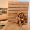 Mini goldendoodle puppies Tampa Florida