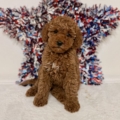 Micro goldendoodle puppies in Tampa