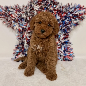 Micro goldendoodle puppies in Tampa
