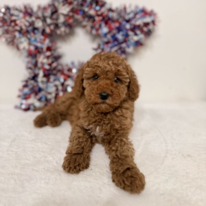 Micro mini doodle puppies Tampa