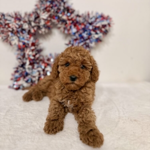 micro mini goldendoodle puppies Tampa