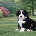 miniature bernedoodle breeders