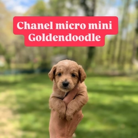 micro mini goldendoodle puppies