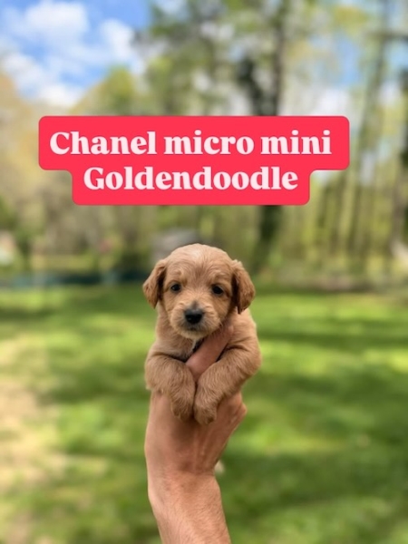 micro mini goldendoodle puppies